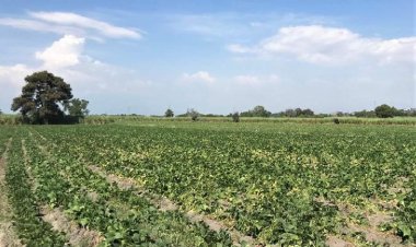 Sedagro dice que apoyará al campo ante problemas con Financiera Rural