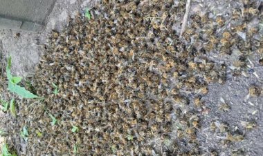 Alertan por grave daño a las abejas y las secuelas que se padecerán