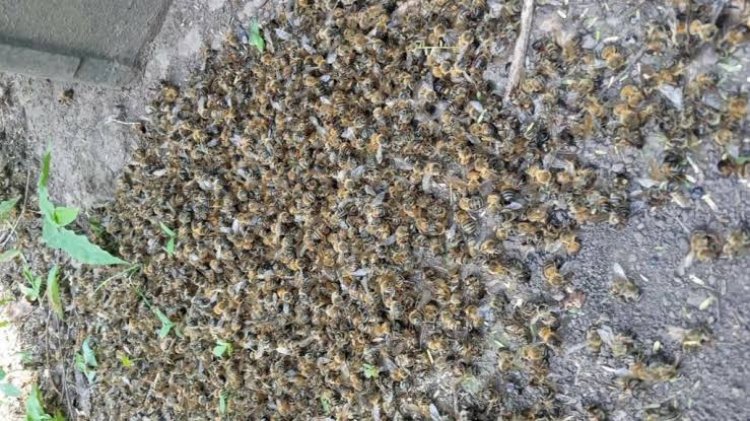 Alertan por grave daño a las abejas y las secuelas que se padecerán