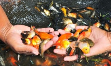 Por sequía, en riesgo la producción de los piscicultores de Chinameca