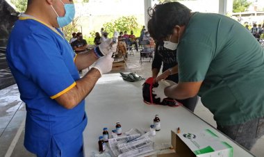 Se esteriliza a perros en Ayala  a fin de evitar su proliferación