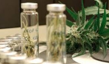 Alientan celeridad en mercado de productos cannábicos médicos