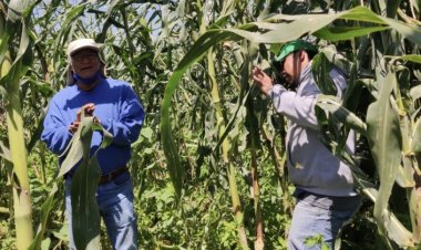 Sufren daños los productores de maíz por importación sin control