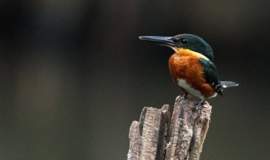 Activistas liberarán mariposas en las márgenes del río Cuautla