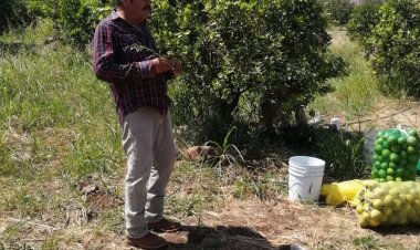 Morelos compite en la producción de cítricos con 700 hectáreas de cultivos