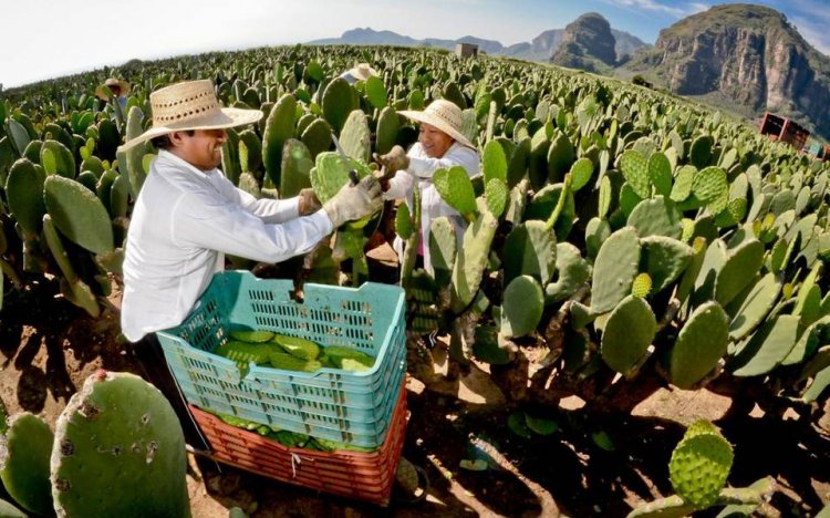 Tlalnepantla es el municipio que más exporta nopal a EU