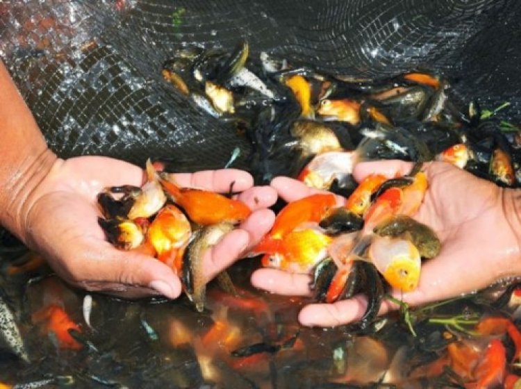 Por sequía, en riesgo la producción de los piscicultores de Chinameca