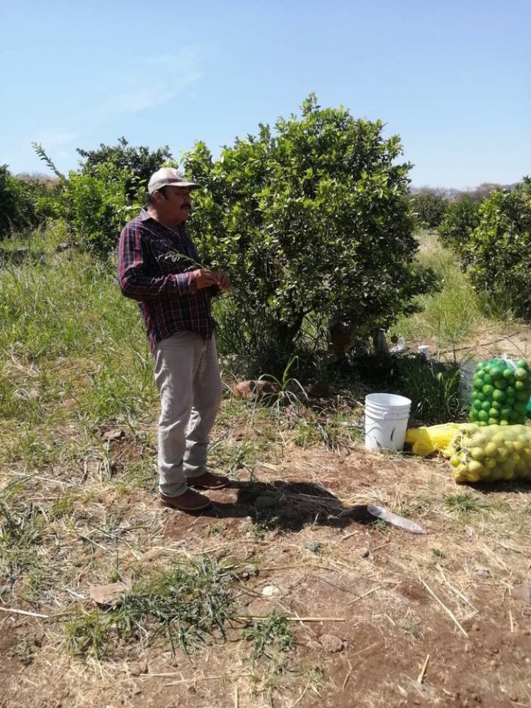 Morelos compite en la producción de cítricos con 700 hectáreas de cultivos