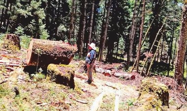 Crece tala ilegal de árboles en Los Altos de Morelos, acusan