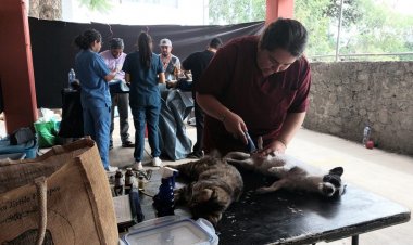 Realiza gobierno de Jiutepec,  la esterilización de mascotas