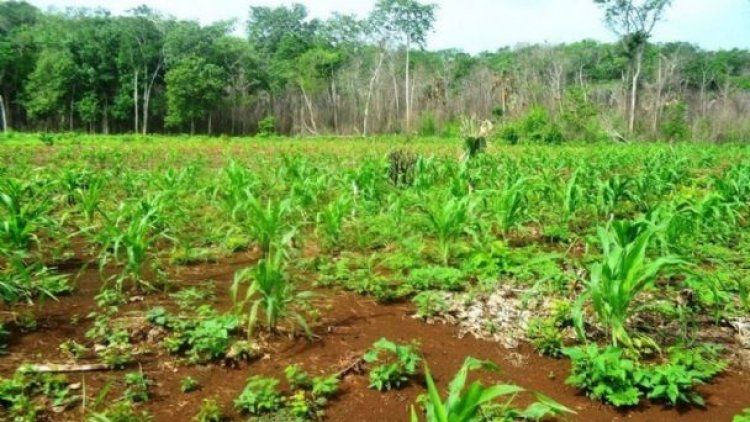 Gente del agro prevé riesgo de pérdidas ante la falta de lluvias
