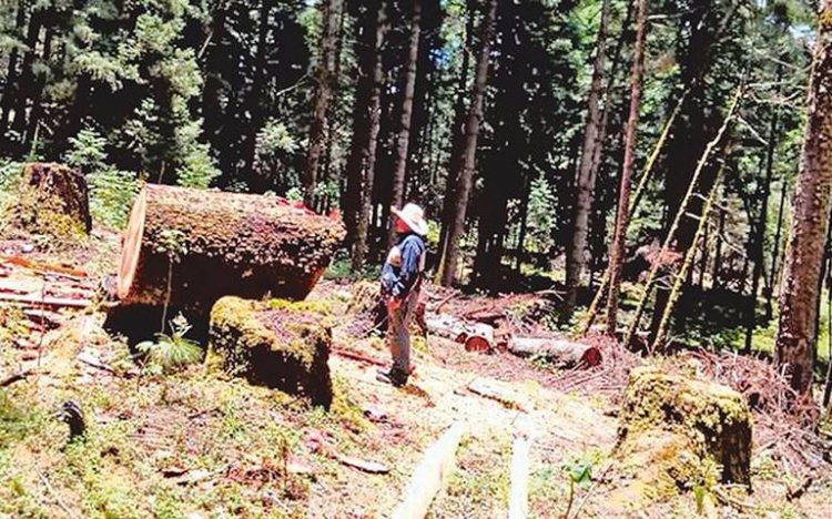 Crece tala ilegal de árboles en Los Altos de Morelos, acusan