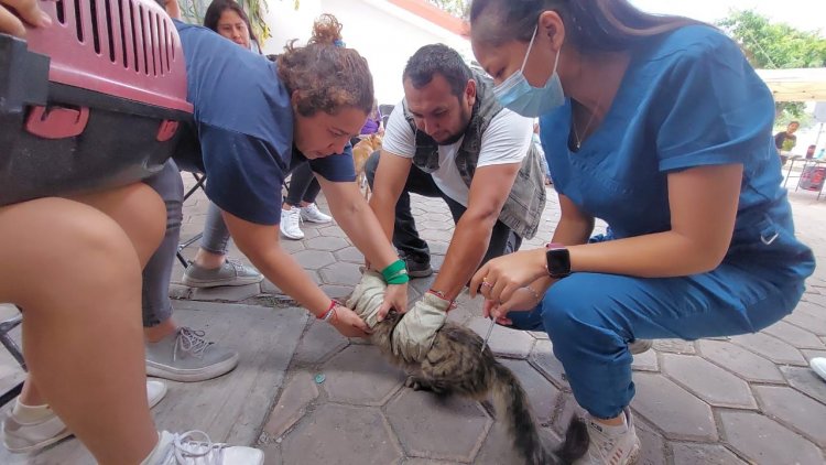 Realiza gobierno de Jiutepec,  la esterilización de mascotas