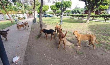 Pega fuerte brote de garrapatas en Ayala; controlarán a perros