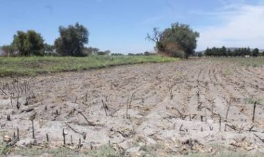 La sequía ya afecta a productores hortícolas de diferentes localidades