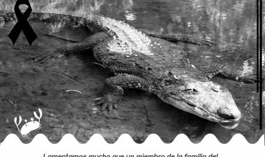 Hallan muerta a una cocodrila  dentro del parque Chapultepec