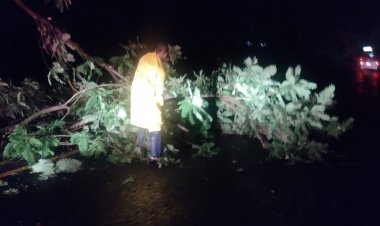 Vientos de lluvia tiraron 6 árboles; hubo afectaciones, sin heridos