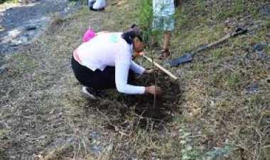 Especialista resalta fracaso de programas de reforestación