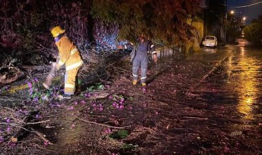 Cables y postes tirados, además de seis árboles, por la lluvia en Jiutepec