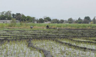 Pese a las promesas, se está sembrando menos arroz aquí