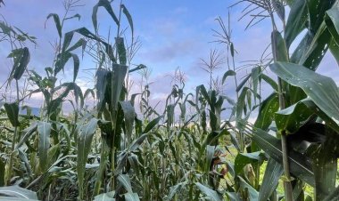 Se perdieron más de 20 hectáreas  de siembra por la falta de las lluvias