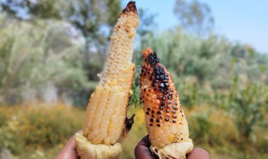 Lluvia escasa podría significar  70 mil Has. perdidas de cultivos
