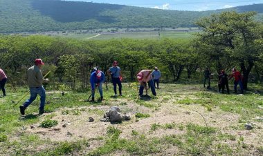 Con de 14 mil árboles, la Sedena ha colaborado en reforestación