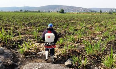 En crisis y abandonado, el agro morelense: CNC