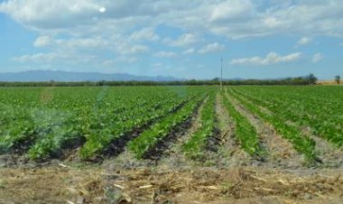 Las lluvias deben mantenerse para no tener pérdidas dicen campesinos