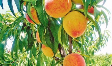 Informan de drástica caída en la producción de durazno