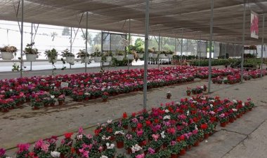 A pesar de falta de apoyos, viveristas se mantienen con venta de plantas y flores