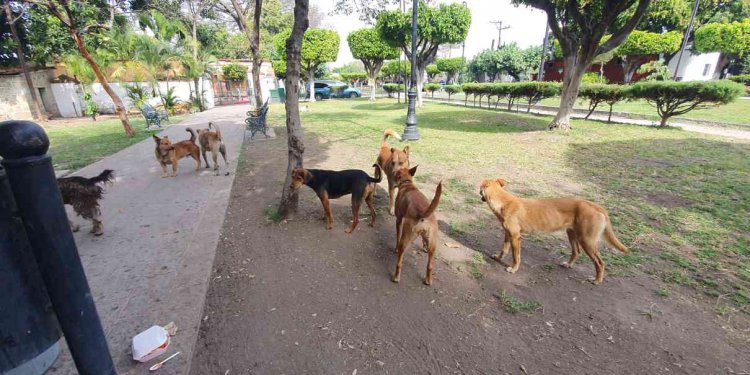 Pega fuerte brote de garrapatas en Ayala; controlarán a perros