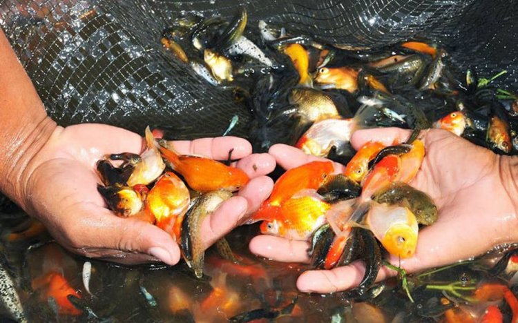 Latente muerte de peces de ornato por la falta de lluvia