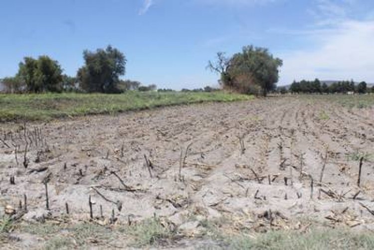 La sequía ya afecta a productores hortícolas de diferentes localidades