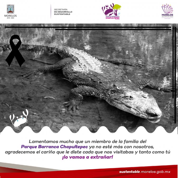Hallan muerta a una cocodrila  dentro del parque Chapultepec