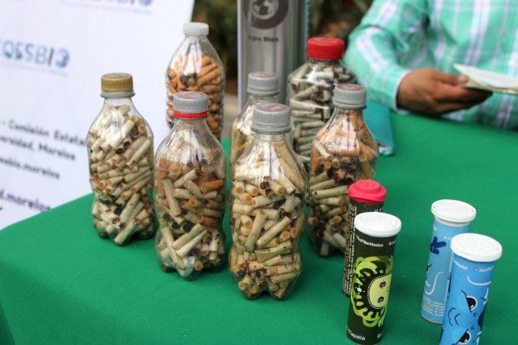 Morelos recicla colillas de cigarro; es el único estado con esa medida