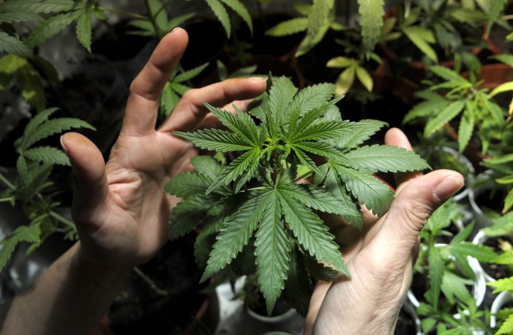 No hay mercado para cannabis;  se retorna a cultivos tradicionales