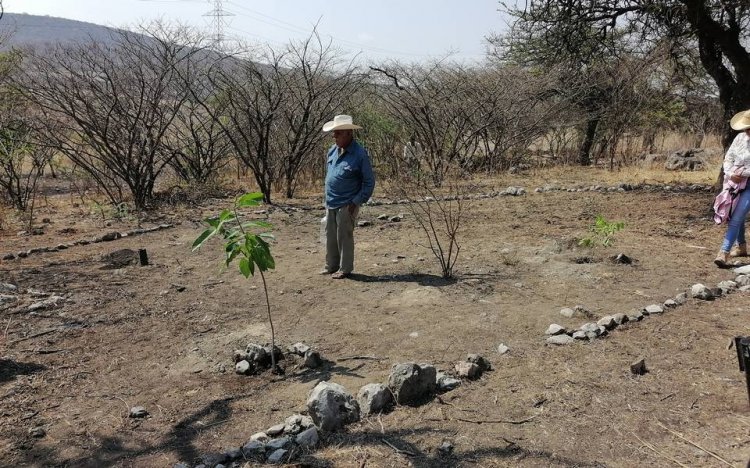 Señalan inutilidad de reforestar  si no cuidan árboles plantados