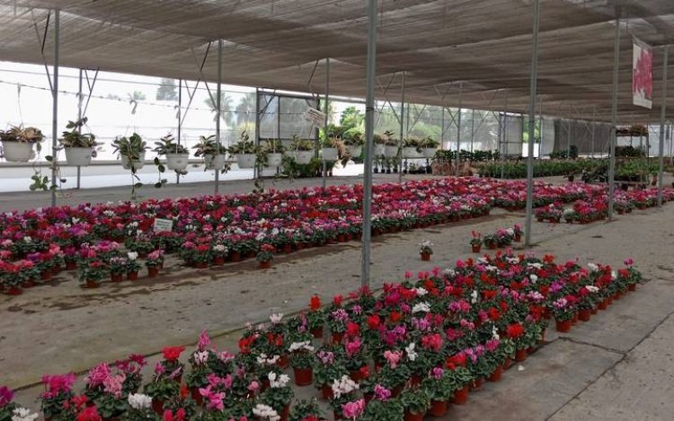 A pesar de falta de apoyos, viveristas se mantienen con venta de plantas y flores