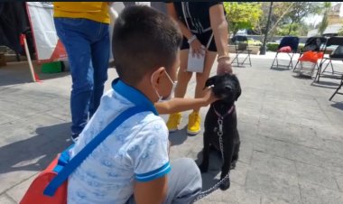 Ya son más de mil 500 perros y gatos esterilizados en Jiutepec