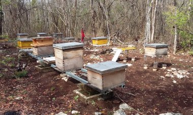 Lluvia irregular dañó a la floración y, en consecuencia, a la apicultura
