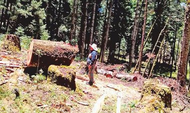 Pérdida de especies arbóreas medicinales, a causa de la tala