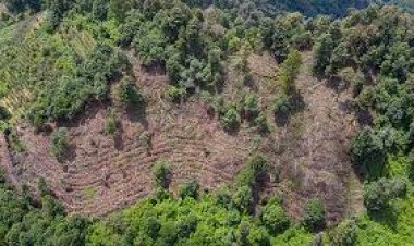 Ejidatarios y vecinos se unen en contra de la tala en la zona de Tetela del Volcán