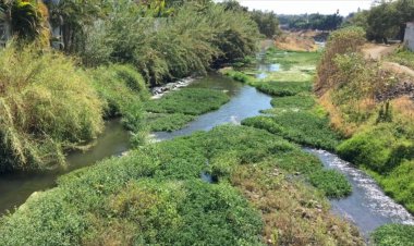 Producción de berros en el río Cuautla afecta biodiversidad del afluente por los pesticidas
