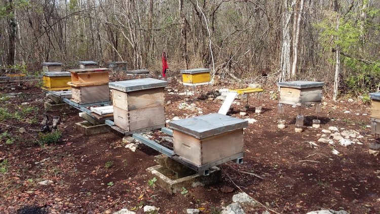 Lluvia irregular dañó a la floración y, en consecuencia, a la apicultura