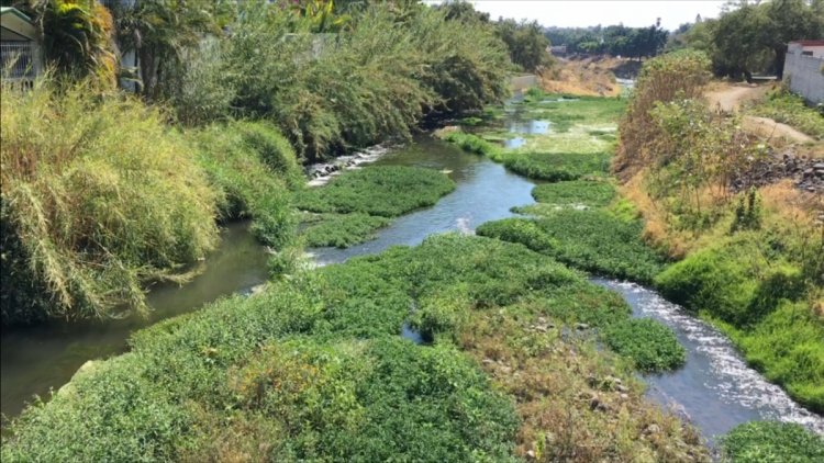Producción de berros en el río Cuautla afecta biodiversidad del afluente por los pesticidas