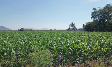 Campesinos, pesimistas por siembras, preven perdidas de, cuando menos, 50 por ciento