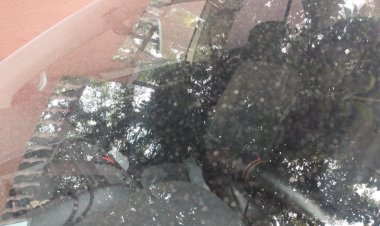 Sigue eruptando el Popo y lanzando ceniza a diversos sitios en el estado
