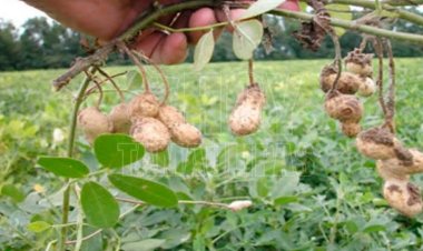 La producción de cacahuate,  en riesgo por falta de apoyo