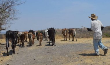 Falsos ganaderos cobran apoyos del FAEDE, acusan